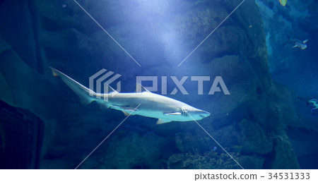 Wild fish in a huge beautiful aquarium 34531333