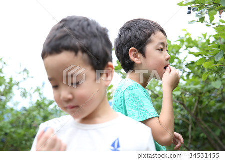 藍莓採摘經驗 藍莓採摘經驗 34531455
