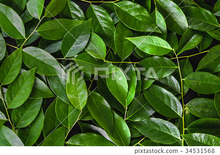 green leaf on black background 34531568