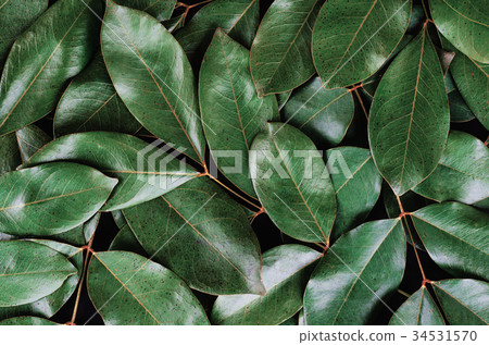 green leaf on black background 34531570