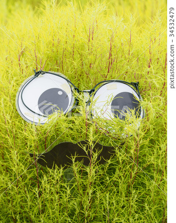 Line of sight in Kokia (vertical composition) 34532479
