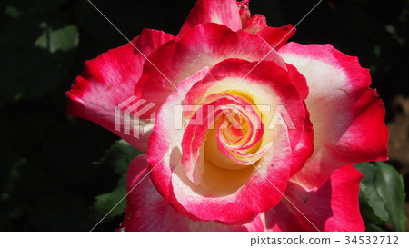 白色和粉紅色2色玫瑰 34532712