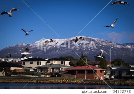 Seagulls with Mount Wellington, Tasmania in Seagulls with Mount Wellington, Tasmania in 34532778