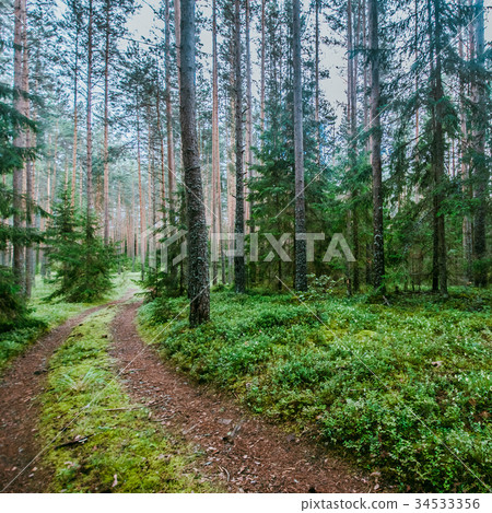 Wild trees in forest 34533356