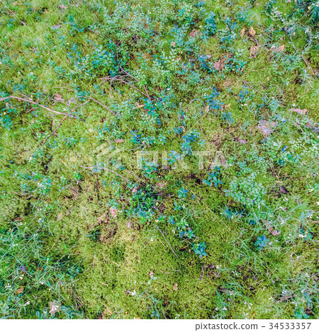 Green grass background Green grass background 34533357