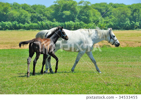 Thoroughbred parent and child 34533455
