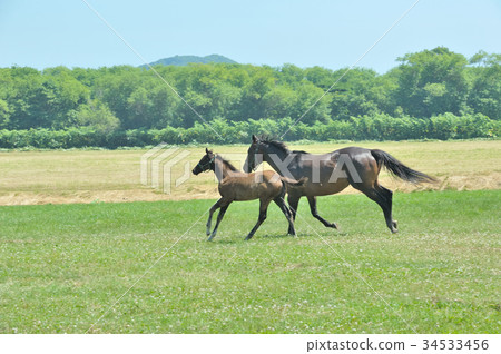 Horse parent and child Horse parent and child 34533456