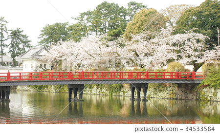小田原城,Gakubashi和櫻花(小田原城,馬納比橋,櫻桃) 小田原城,Gakubashi和櫻花(小田原城,馬納比橋,櫻桃) 34533584