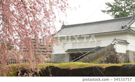 Odawara Castle, Copper Gate and Cherry Blossoms (Odawara castle, Akagane gate, Cherry) Odawara Castle, Copper Gate and Cherry Blossoms (Odawara castle, Akagane gate, Cherry) 34533757