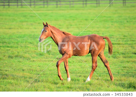 Thoroughbred foals 34533843
