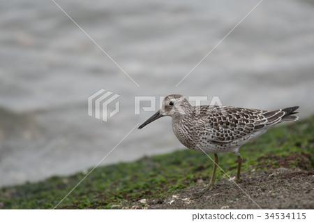 Obashigi of the Yoshino river mouth 34534115