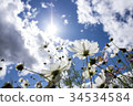 Autumn sky cosmos flower 34534584