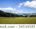 Autumn rice harvesting 34534585