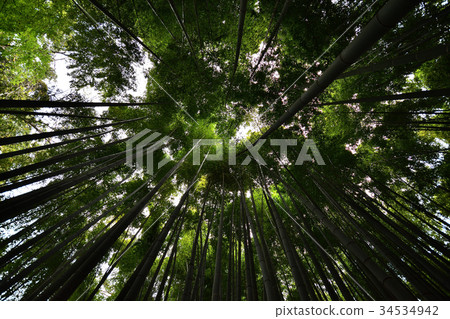 Bunkoji Bamboo Forest Bunkoji Bamboo Forest 34534942