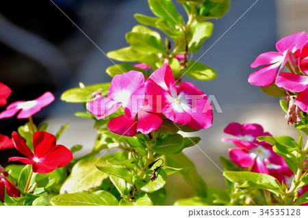 A dark pink flower that blooms in Mitaka Nakahara A dark pink flower that blooms in Mitaka Nakahara 34535128
