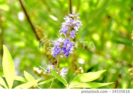開花植物的花在三鷹中原 開花植物的花在三鷹中原 34535616