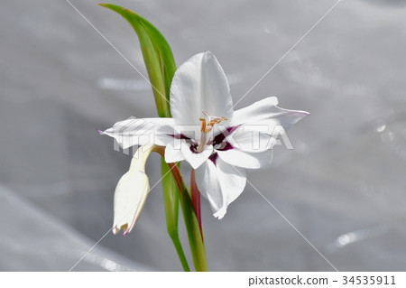 開花在三鷹中原的白色Ashidansera 34535911