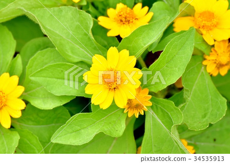 Yellow melanpodium blooming in Mitaka Nakahara Yellow melanpodium blooming in Mitaka Nakahara 34535913
