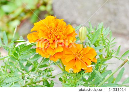 開花在三鷹中原的黃色萬壽菊 開花在三鷹中原的黃色萬壽菊 34535914