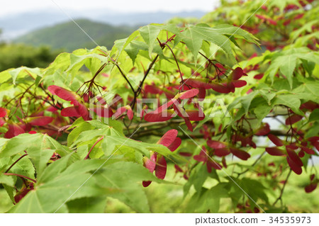 Shogakuin皇宮皇宮 34535973