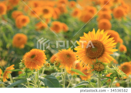 Sunflower August 34536582