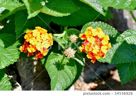 Yellow flowering plant in Mitaka Nakahara 34536926
