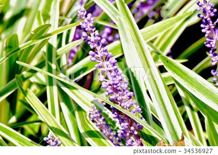 Flower of Mitaka flower plant with Yaburan spot blooming in Mitaka Nakahara 34536927