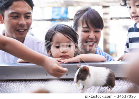 Family animals 34537050