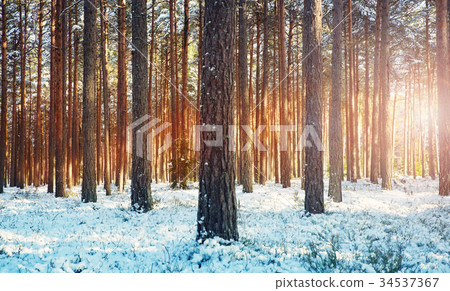 Pine trees covered with snow 34537367