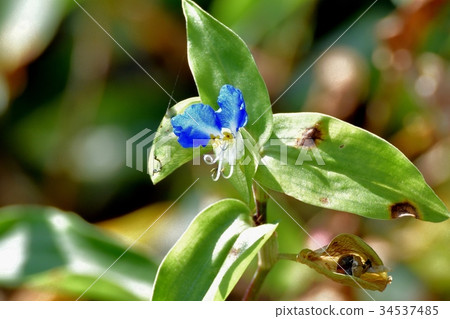 Flowering plant in Mitaka Nakahara 34537485