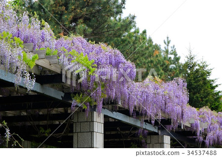 The spring of the blossoming wisteria flower-Maeda Forest Park The spring of the blossoming wisteria flower-Maeda Forest Park 34537488