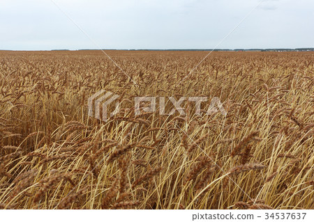 Golden wheat field against the sky in autumn Golden wheat field against the sky in autumn 34537637