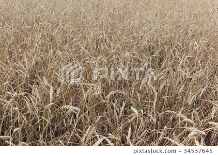 Golden wheat field  in autumn 34537645