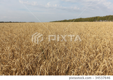 Golden wheat field against the sky in autumn 34537646