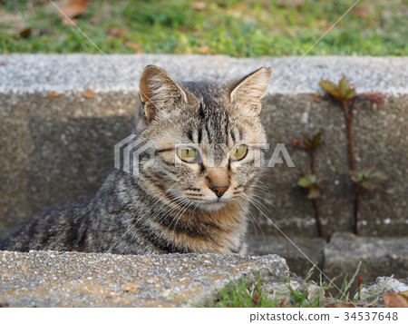 野雞貓 34537648