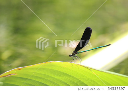 Atrocalopteryx蟬 Atrocalopteryx蟬 34537897