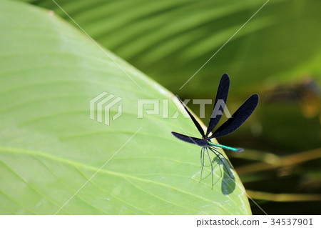 Atrocalopteryx蟬 Atrocalopteryx蟬 34537901