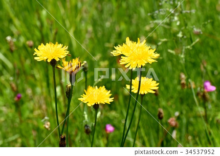 開花在三鷹中原的蒲公英 34537952