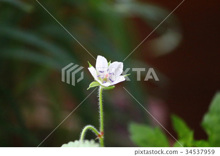 Geranium thunbergii 34537959