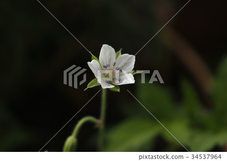 Geranium thunbergii 34537964