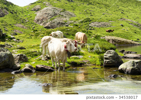 Cows drinking in a mountain lake 34538017