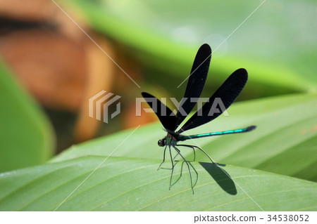 Hagorotorbo Hagorotorbo 34538052