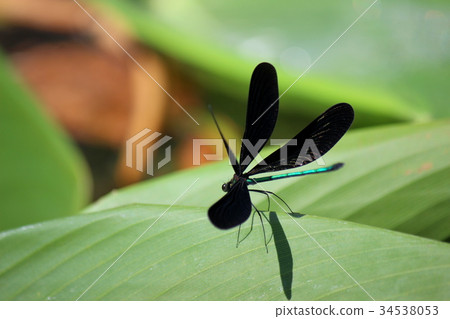 Atrocalopteryx蟬 34538053