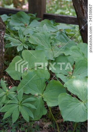 The elderly grass Enireiwa flower language is "beautiful beauty" 34538667