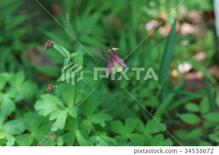 Yamaoka Yamahodamaki The language of flowers is "cooperative" Yamaoka Yamahodamaki The language of flowers is "cooperative" 34538672