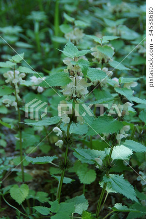 Odorikoso Odorikoso Flower language is "hilarious" 34538680