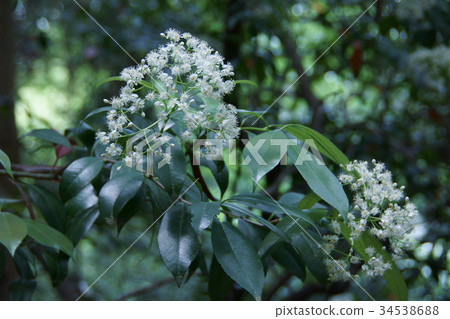 重點Kanamechi花語“活潑” 重點Kanamechi花語“活潑” 34538688