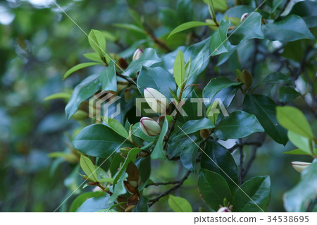 Tang species invitation spicy kalatane Ogatama flower language is "sweet temptation" 34538695
