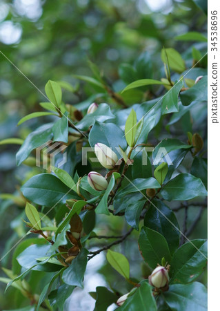 Tang species invitation spicy kalatane Ogatama flower language is "sweet temptation" 34538696