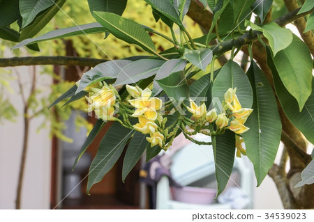 plumeria flower desert rose yellow on the tree 34539023